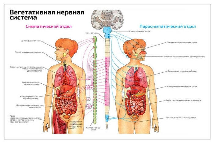 Плакат Квинг Вегетативная нервная система с отделами — медицинский плакат 457×610 мм ≈ (А2)