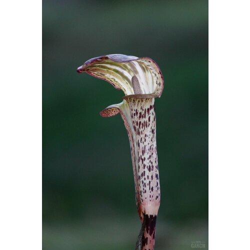 Семена Аризема Непентесовидная 3шт. (Arisaema nepenthoides)