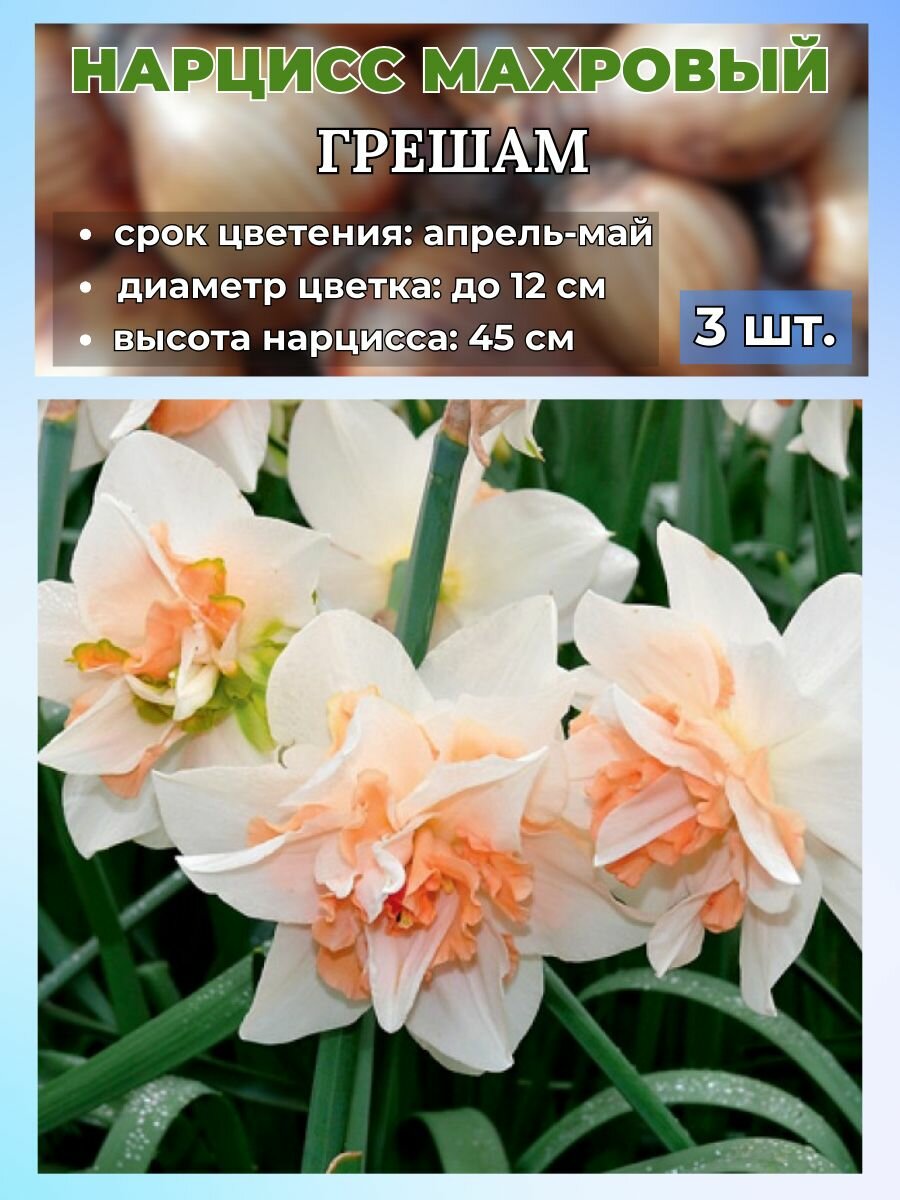 Нарцисс махровый. луковицы 3 штуки
