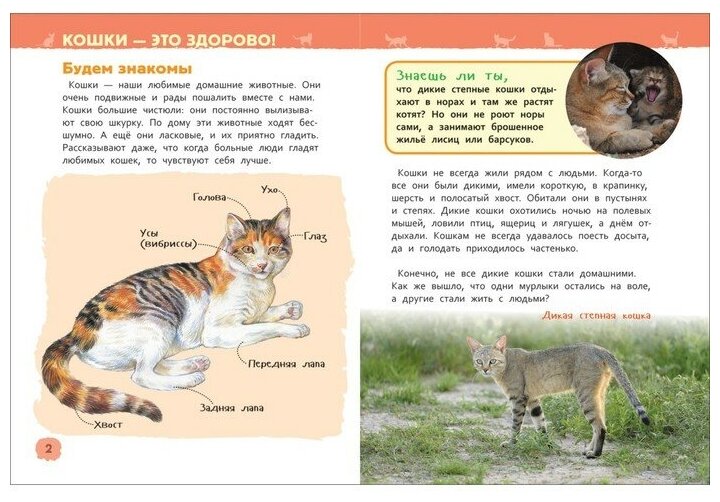 Росмэн Энциклопедия для детского сада «Кошки и котята» - фото №5