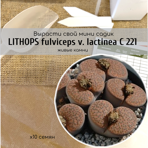 Семена литопсов Lithops fulviceps var. lactinea Аизовые / Окраска листьев кофейно-коричневая с точечками / Серия суккулентов Живые камни