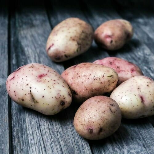 Картофель семенной сорт Аврора (ранний) 10 кг, цена 1200 руб. купить вНадвоицы