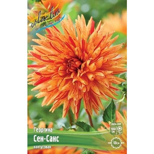 Георгина Сен-Санс (1 корень)