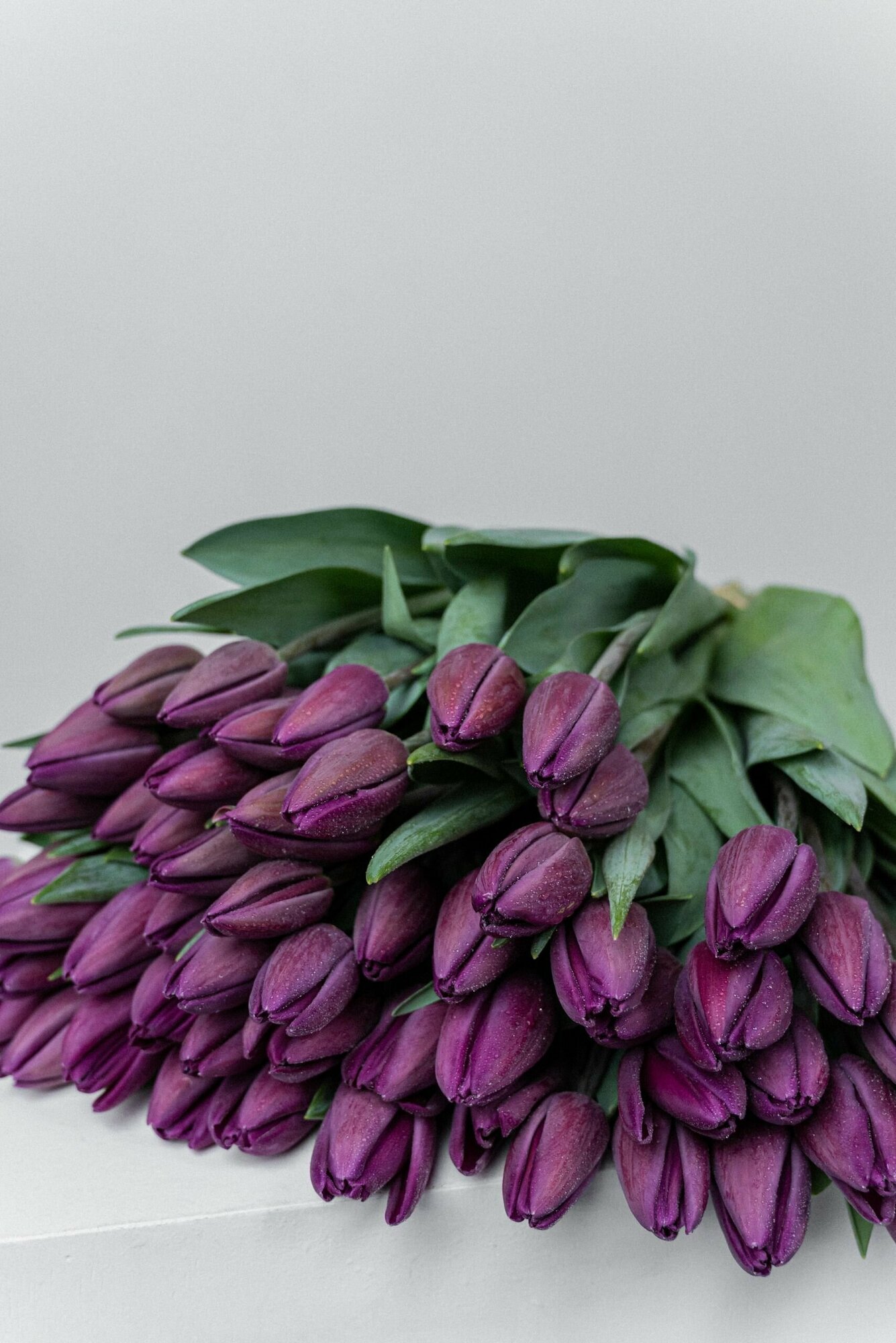 Луковицы цветов тюльпанов 20 штук - фотография № 11