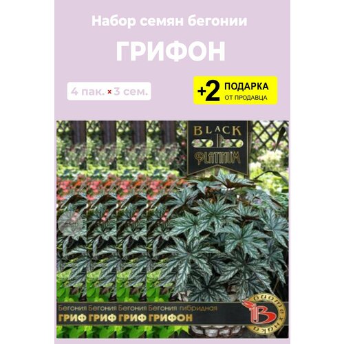 Семена цветов Бегония 