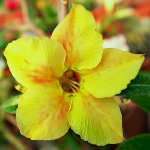 Адениум, Adenium Obesum Desert Rose KO-158, семена, цветы