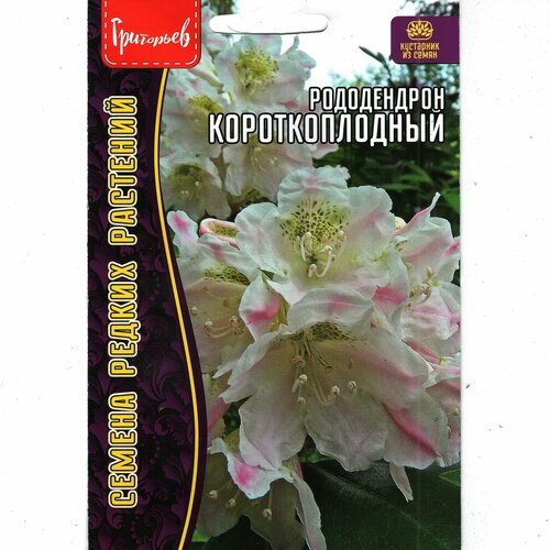 Азалия / Рододендрон Короткоплодный, зимостойкий кустарник , для сада и дома( 1 уп: 20 семян ) азалия рододендрон шлиппенбаха многолетний кустарник 1 уп 0 01 г