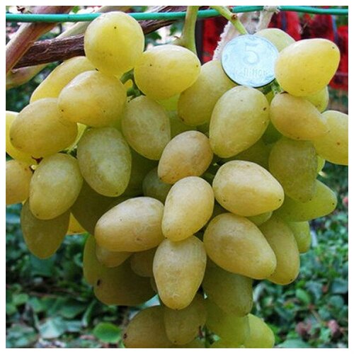 Саженец Виноград плодовый Долгожданный виноград столовый надежда азос