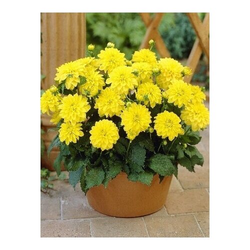 Георгина Гэллери Чезанне 1 шт