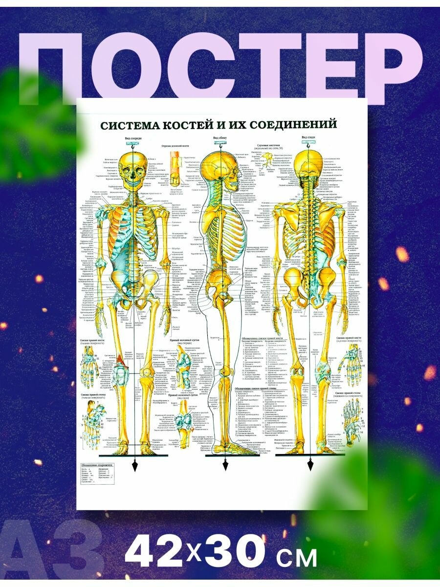 Постер плакат "Анатомия человека", А3,42х30 см