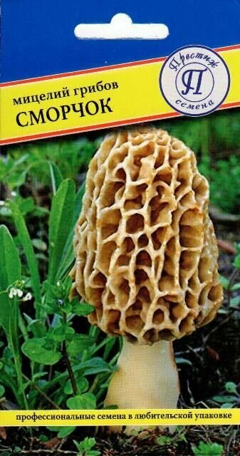 Сморчок (мицелий грибов). Его называют королем грибов