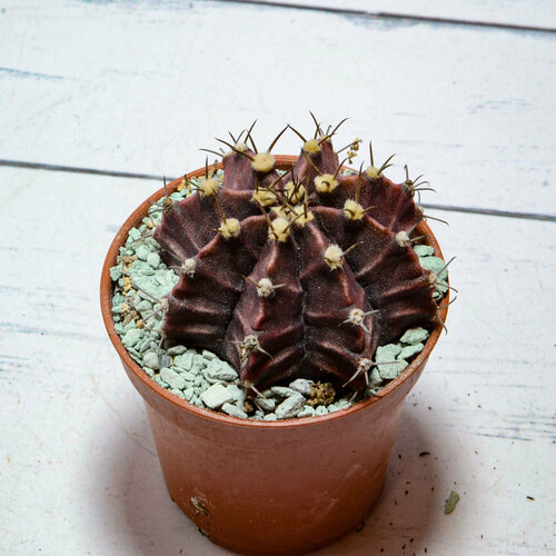 Gymnocalycium Friedrichii (Гимнокалициум) Диаметр горшка 5.5 см. Субстрат Succuterra Classic и фирменный горшочек в комплекте.