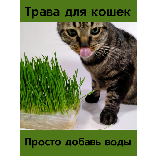 Трава для кошек, кроликов, грызунов травка для кошек в лотке dreossa 120 гр овес