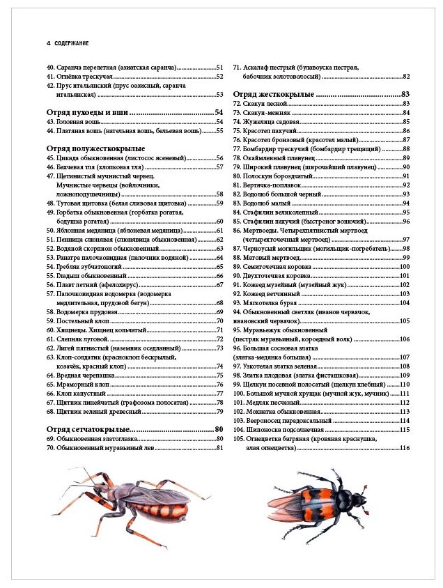 Насекомые. Иллюстрированная энциклопедия начинающего энтомолога. 240 популярных видов - фото №16