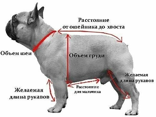 Комбинезон зимний для французского бульдога