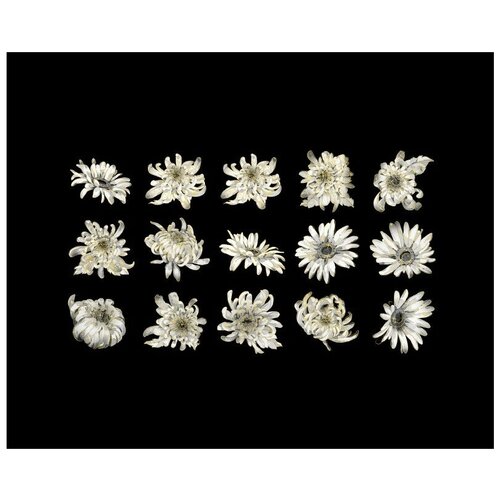Наклейки / стикеры / набор для скрапбукинга Белые цветы. Хризантемы 30шт