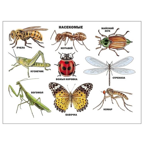 Плакат Проф-Пресс Насекомые плакат 978 5 43151 900 0 насекомые развивающие плакаты