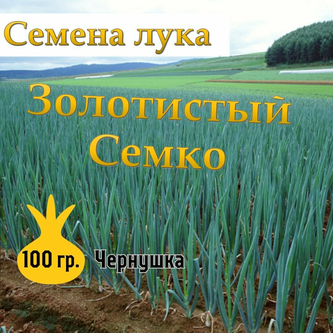 Семена лука чернушка Золотистый Семко,100гр