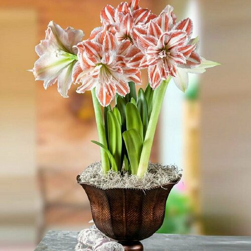 Гиппеаструм Дансинг Квин, Hippeastrum Dancing Queen, Танцующая королева, семена
