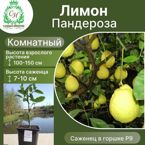 Лимон Пандероза