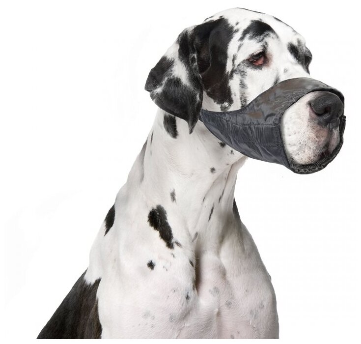 DUVO+ Намордник для собак "Dog Muzzle", черный - фото №15