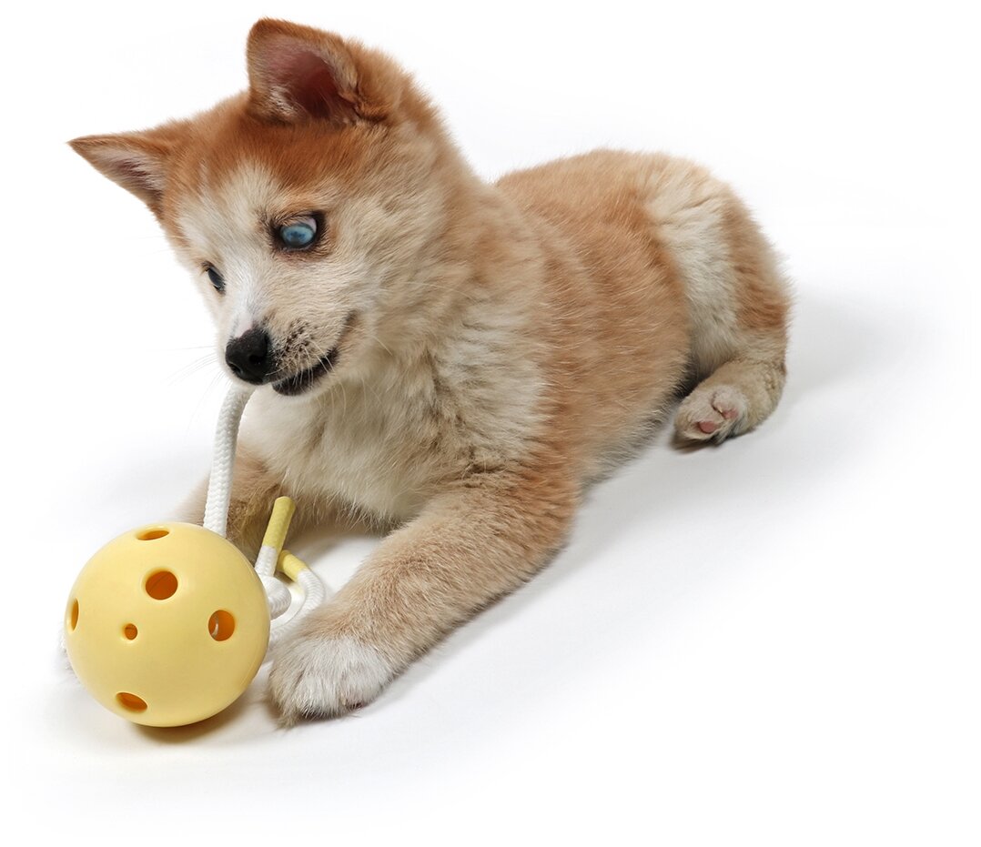 Игрушка для собак PETIT Milo, Желтый, 1шт. - фотография № 5
