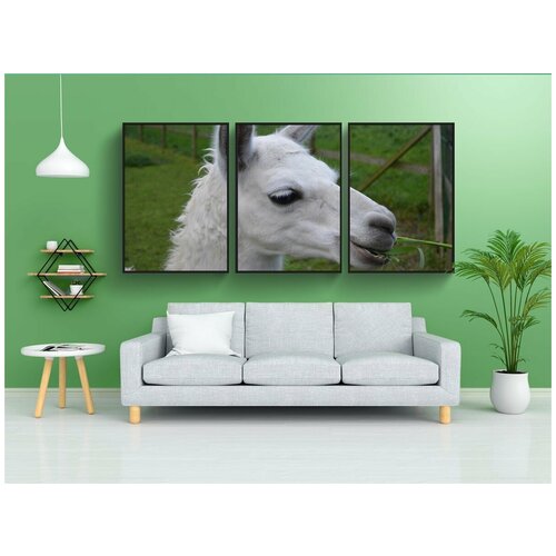 фото Набор модулных постеров для интерьера "лама, голова ламы профиля, lama белый" 60x90 см. в тубусе, без рамки lotsprints