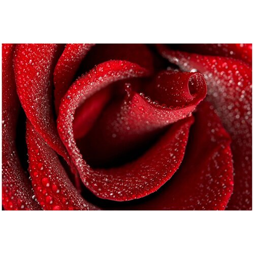 Фотообои Уютная стена Красная роза в росе 410х270 см Виниловые Бесшовные (единым полотном)