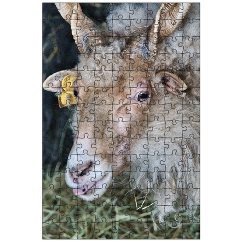 фото Магнитный пазл 27x18см."овец, лицо, рога" на холодильник lotsprints