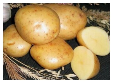 Семенной картофель Гала 10 кг