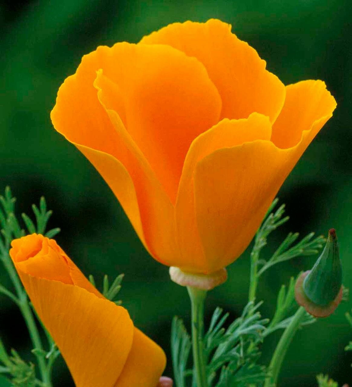 Эшшольция калифорнийская (лат. Eschscholzia californica) семена 100шт + подарочек