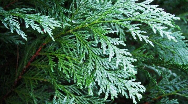 Кипарисовик Лоусона / Лавсона (лат. Chamaecyparis lawsoniana) семена 100 шт + подарочек