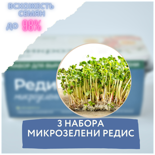 Микрозелень 3 Набора для выращивания микрозелени редис (3 контейнера с семенами микрозелени и минераловатным субстратом для проращивания) набор семян алтая микрозелени семена микрозелени