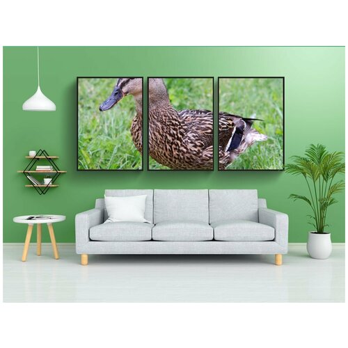 фото Набор модулных постеров для интерьера "животное, клюв, птица" 60x90 см. в тубусе, без рамки lotsprints