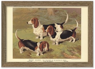 Картина 30х21 в раме, "Бассетхаунды" из книги собак 1881 г.