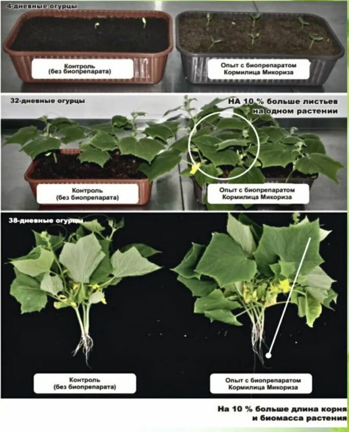 Микориза " Кормилица" - универсальное удобрение для растений, рассады, корней Стимулятор роста защита 10л - фотография № 7