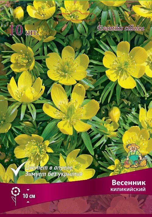 Весенник (Эрантис) киликийский в капере 10 шт.
