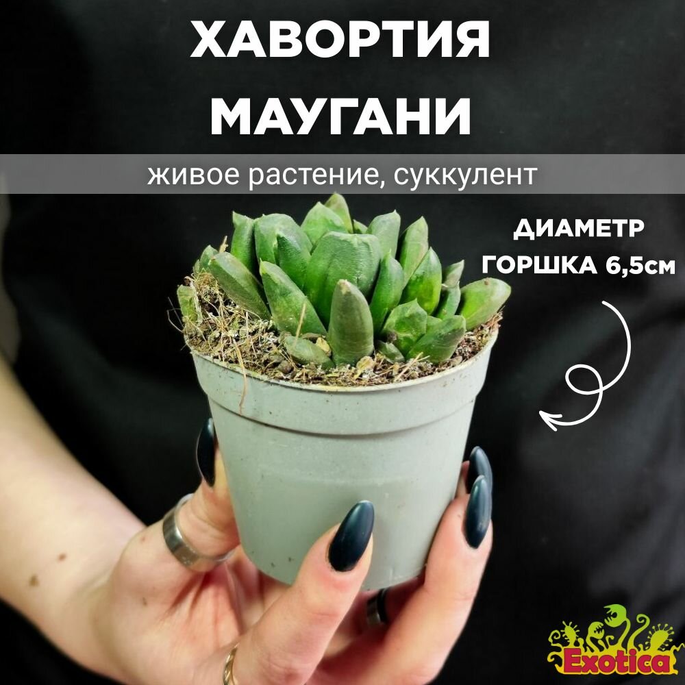 Хавортия Маугани (Haworthia Maughanii) D65см