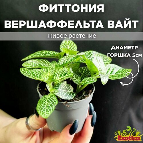 Фиттония Вершаффельта Вайт (Fittonia Verschaffeltii White) D5см