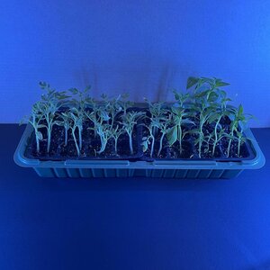 Мини-парник 24 ячейки с подсветкой синий спектр для микрозелени и рассады