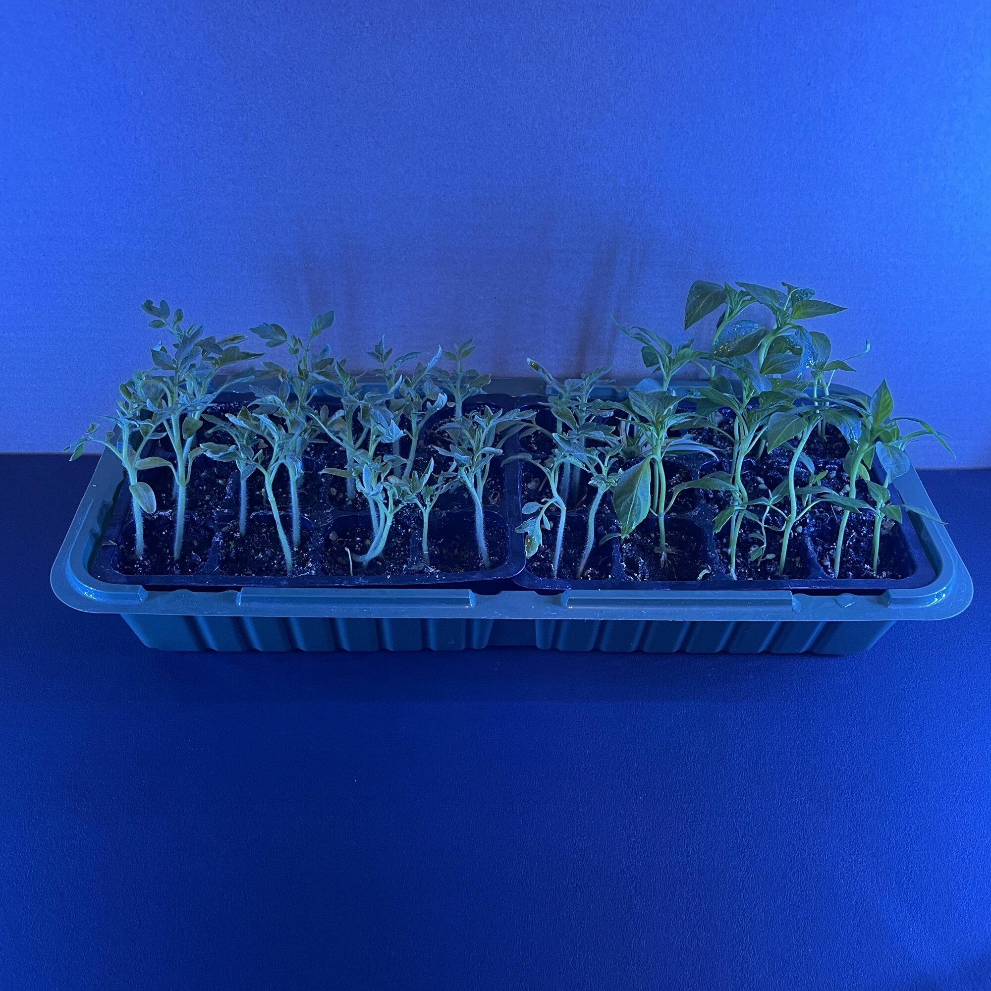 Мини-парник 24 ячейки с подсветкой синий спектр для микрозелени и рассады