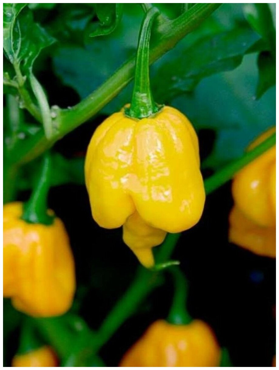 Семена Острый перец Trinidad Scorpion Butch T yellow / Тринидад Скорпион Бутч Т желтый, 5 штук