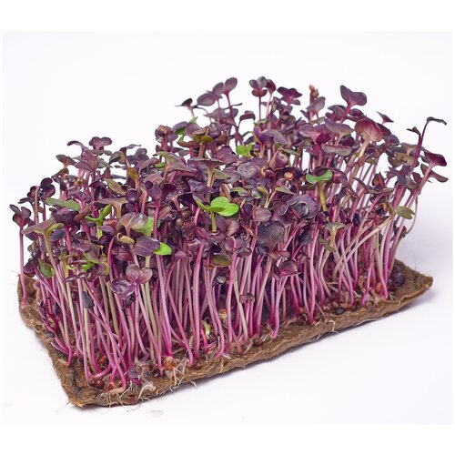 Семена 100 гр. Редис фиолетовый Санго (семена микрозелени)