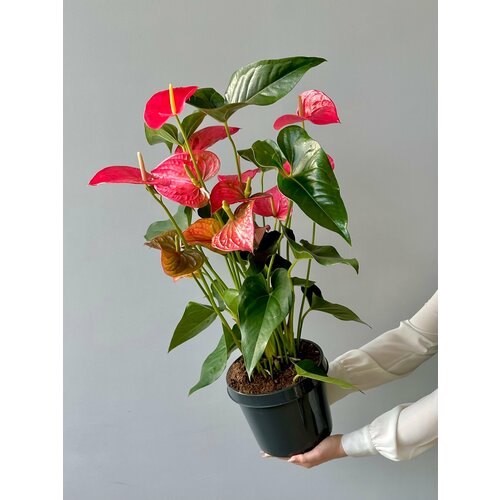 Антуриум розовый d21