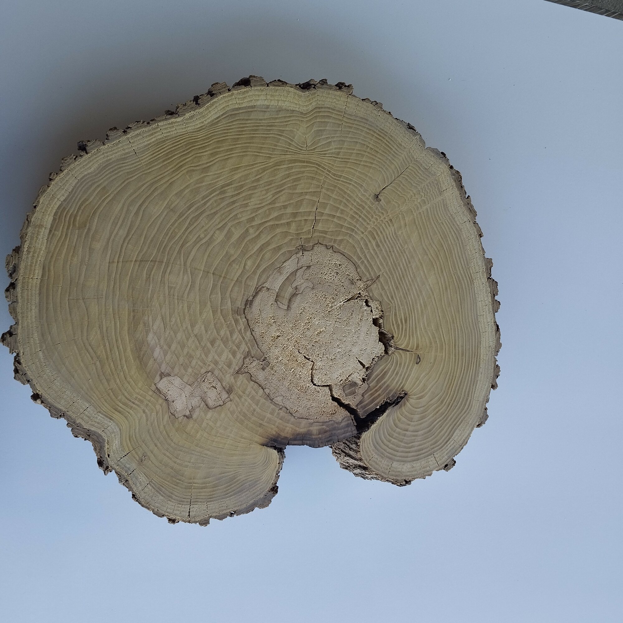 Спил шелковица 66х60х8см высушенный, спил(срез) дерева, столешница