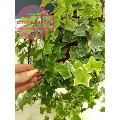 Комнатное живое растение в горшке Хедера Хеликс