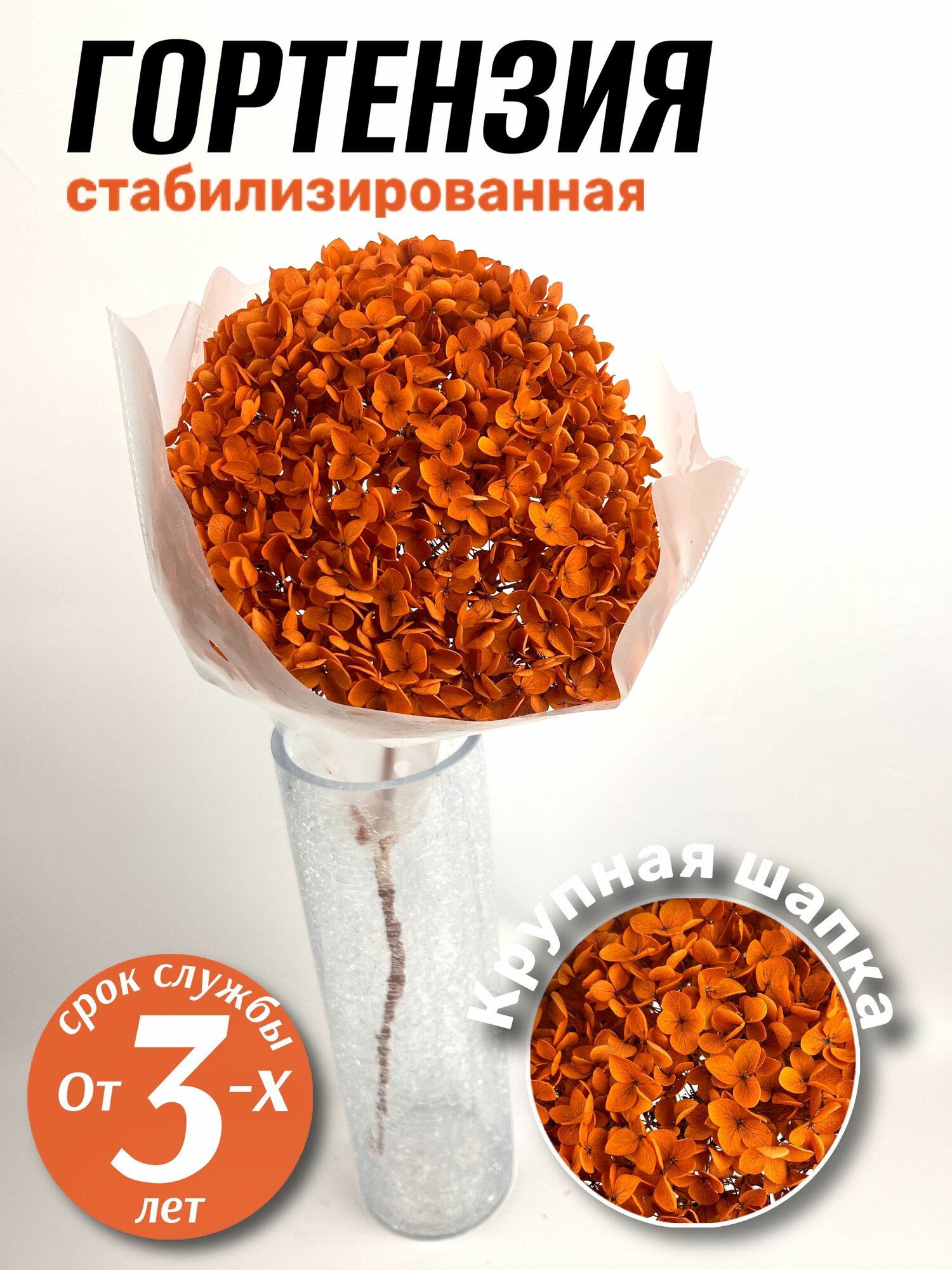 Гортензия стабилизированная