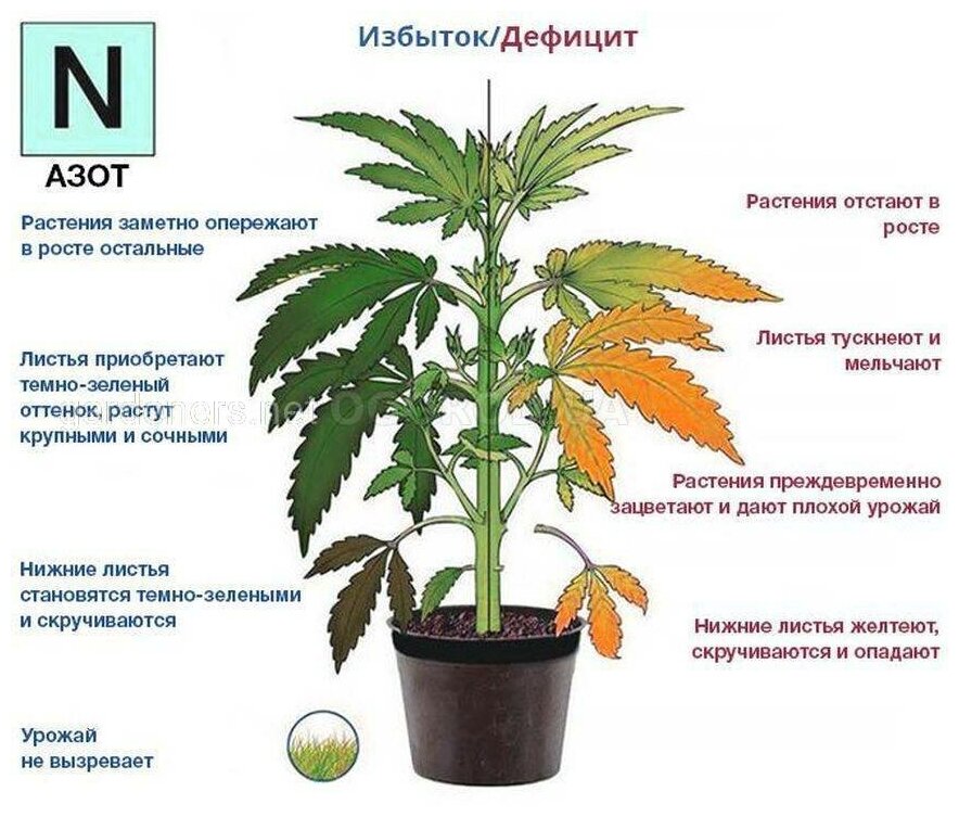 EXPERT GARDEN азотное железосодержащее минеральное удобрение при дефиците железа у растений, у овощных, плодово-ягодных культур и винограда (открытый и защищенный грунт) Секвестрен Турбо, ВРГ 25г. - фотография № 3