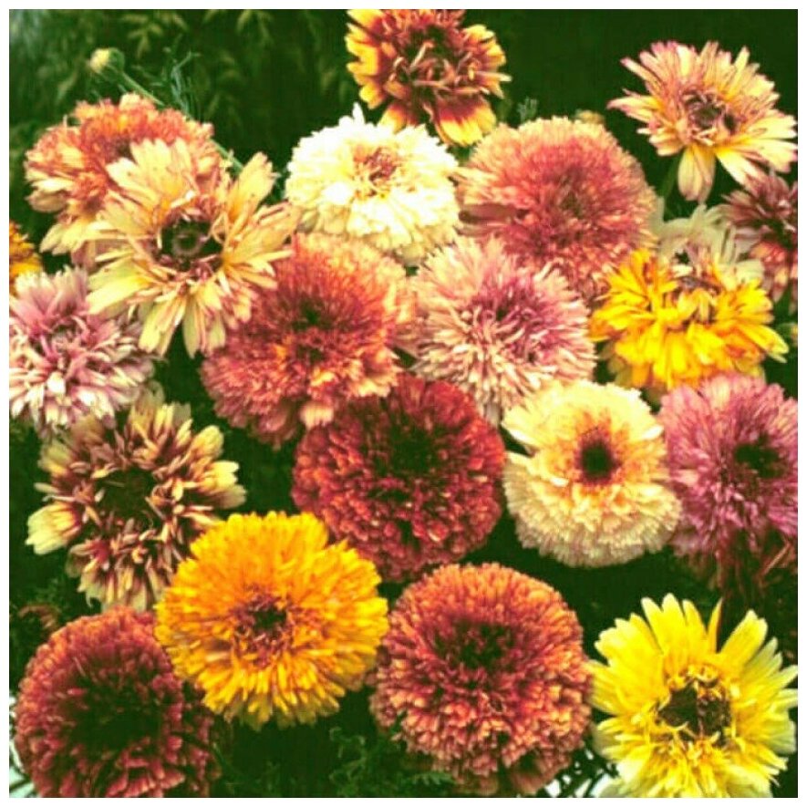 Семена Орешка Хризантема Дунетти смесь окрасок 50 ШТ