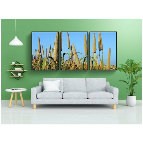 фото Набор модулных постеров для интерьера "просо, pennisetum glaucum, bajra" 60x90 см. в тубусе, без рамки lotsprints